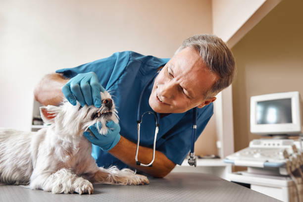 Best Emergency Root Canal Treatment in Sublimity, OR
